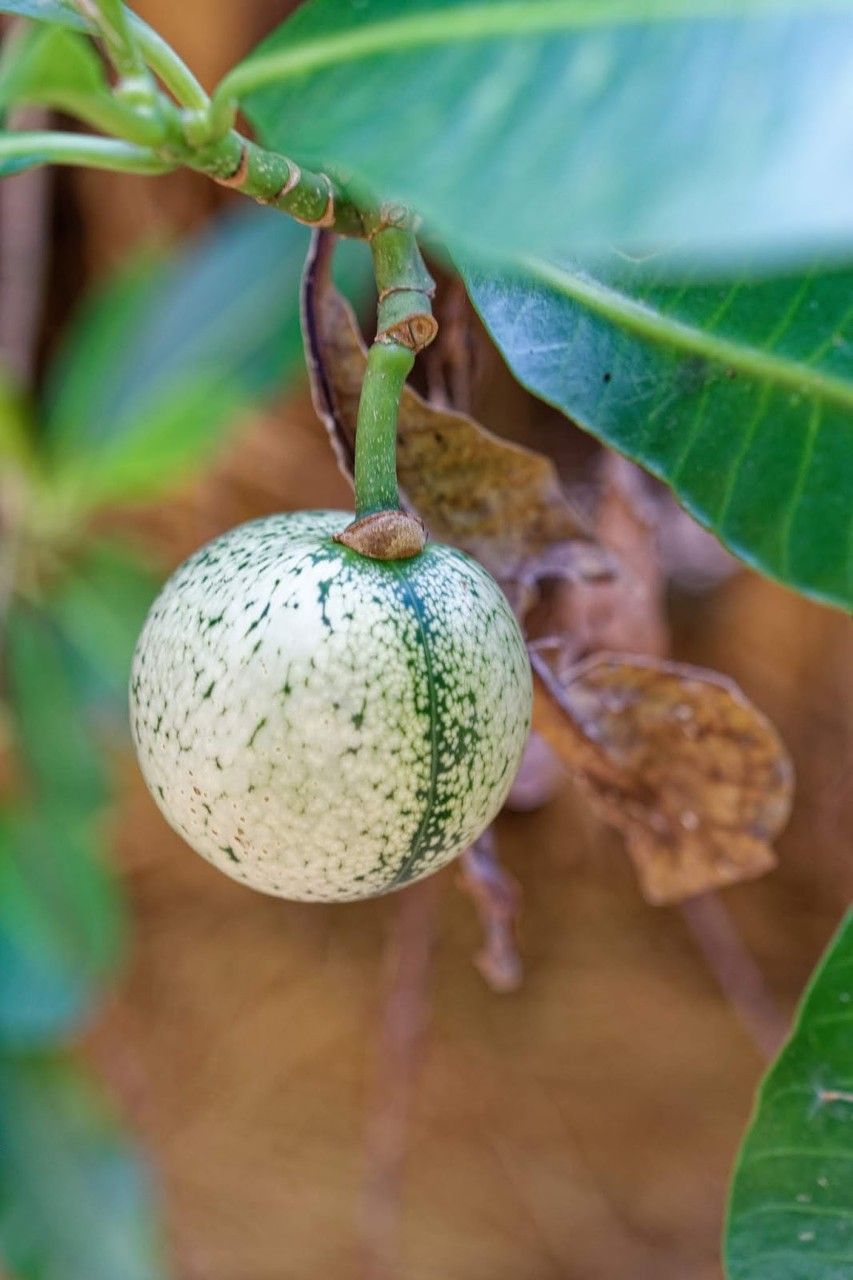 Voacanga thouarsii fruit