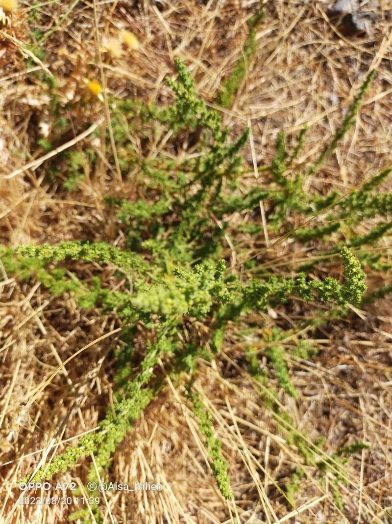 Chenopodium multifidum fruit