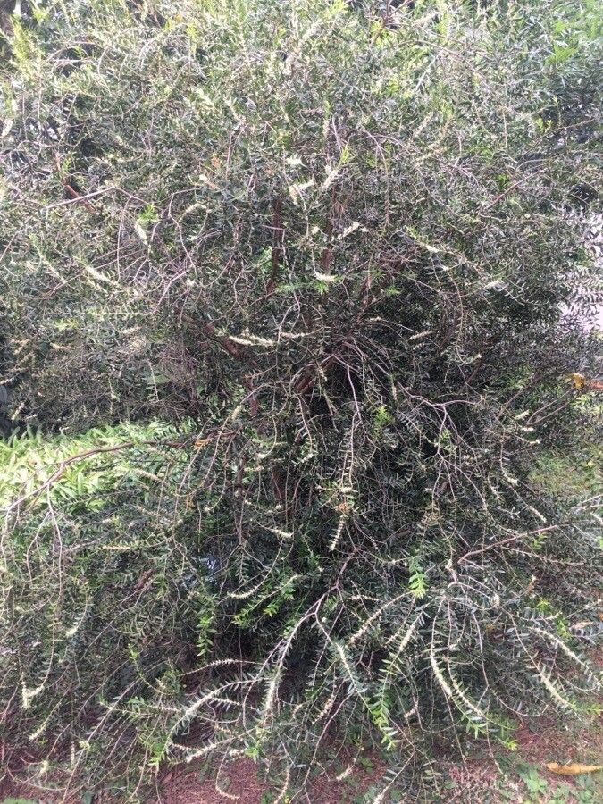 Myrciaria delicatula habit