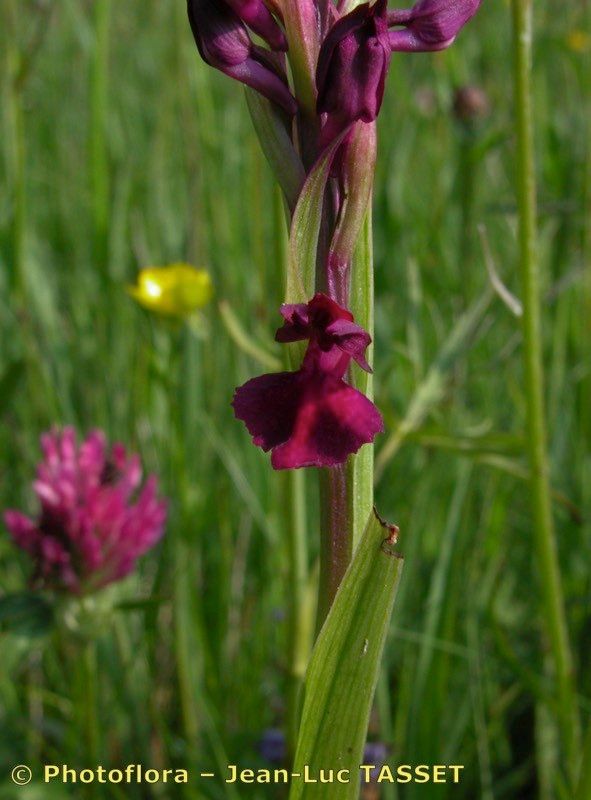 Anacamptis × parvifolia — search result for 'Anacamptis'