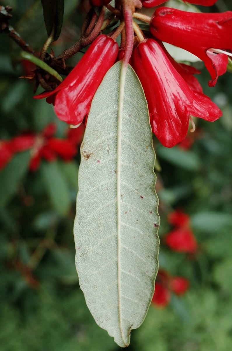 Rhododendron venator leaf