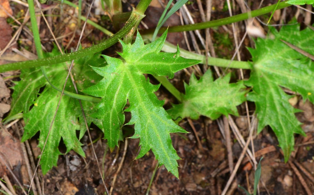 Sanicula laciniata habit