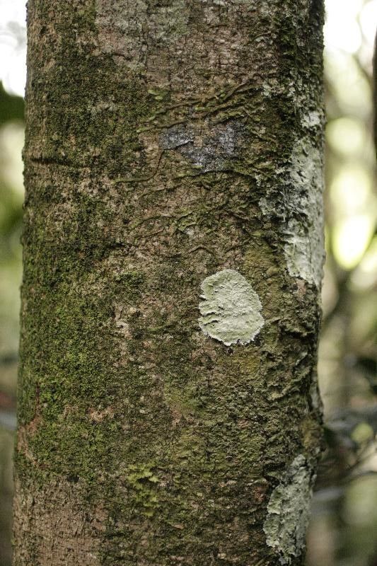 Moronobea coccinea bark