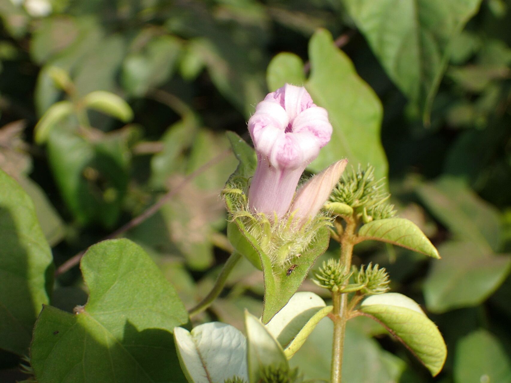 Ipomoea pileata flower