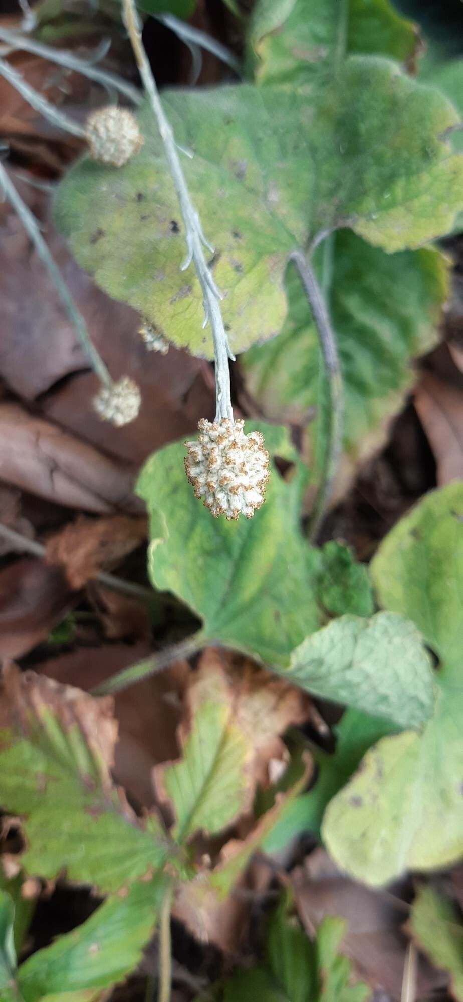 Leucophyta brownii fruit