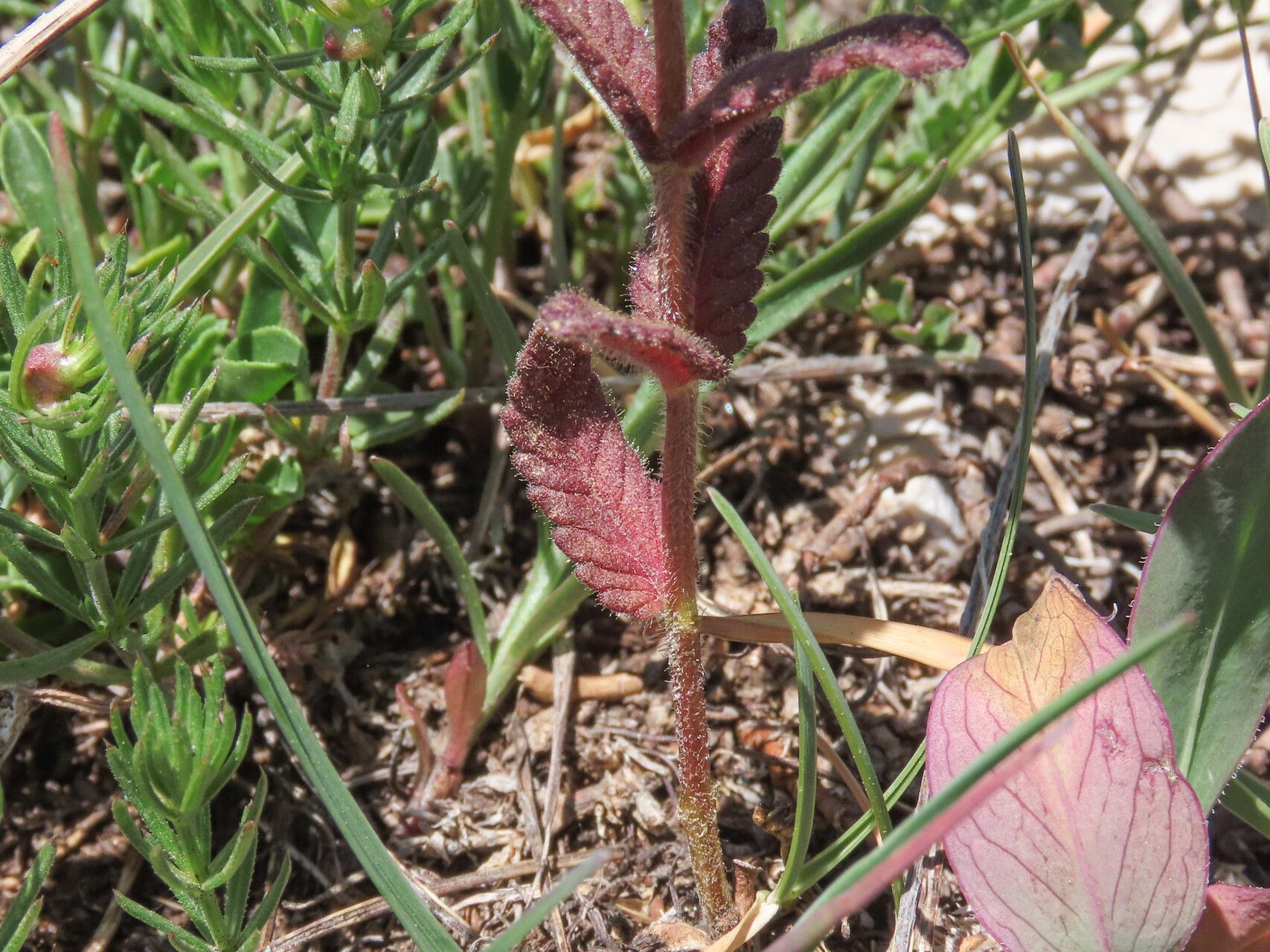 Rhinanthus wettsteinii leaf