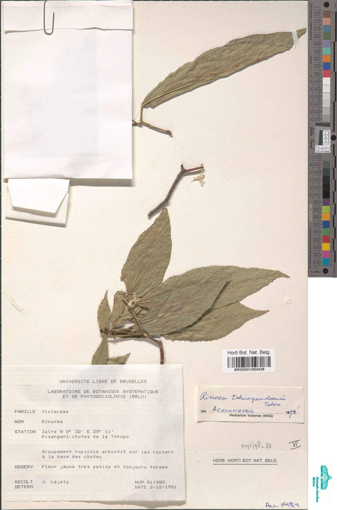 Rinorea tshingandaensis — houseplant care guide