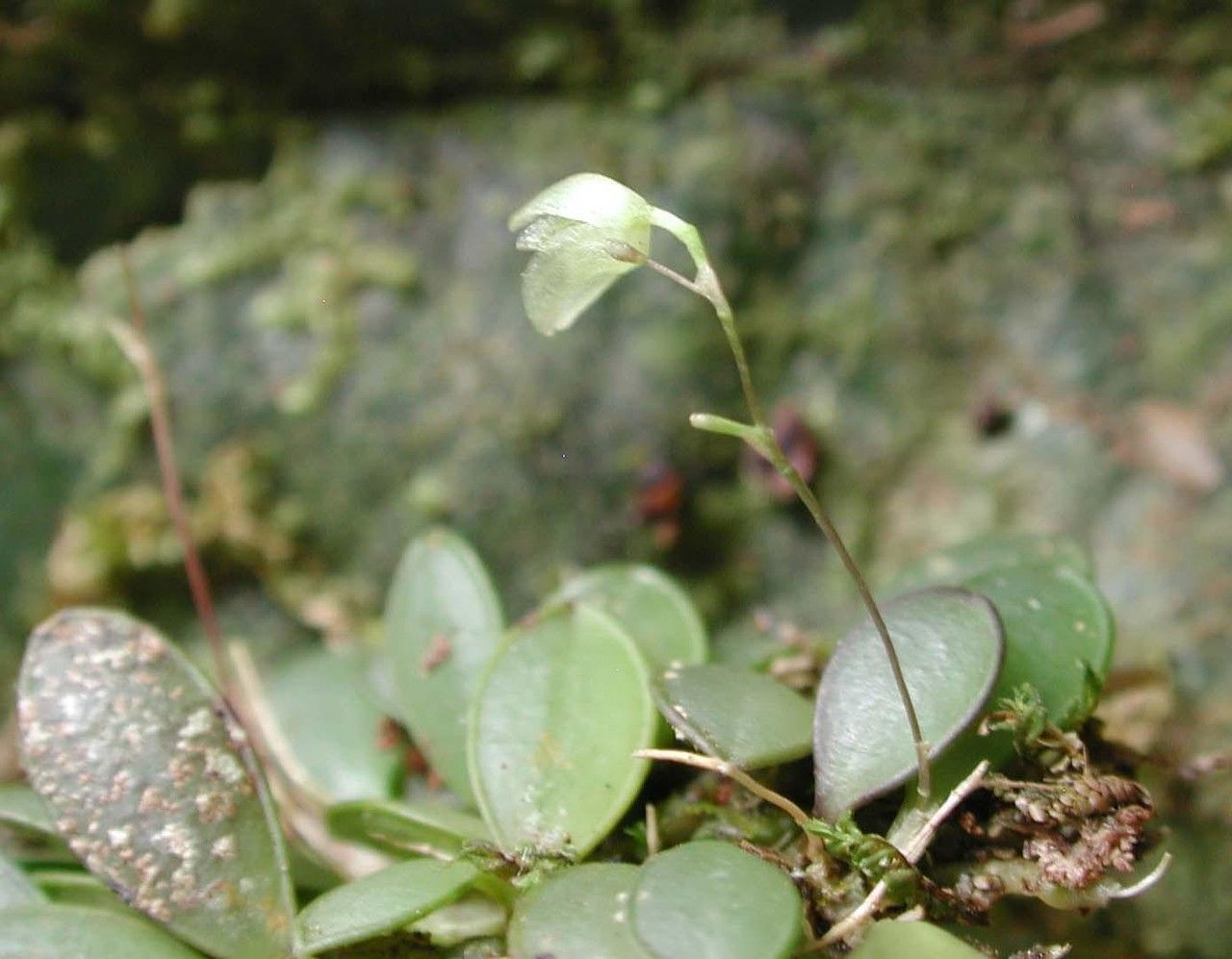 Specklinia lugduno-batavae habit