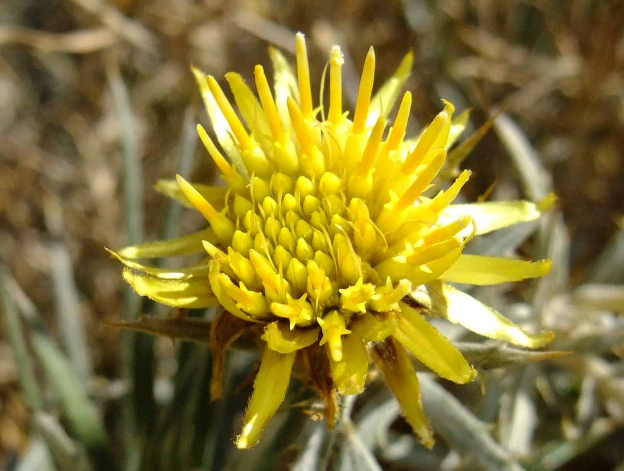 Carlina xeranthemoides — search result for 'Carlina'