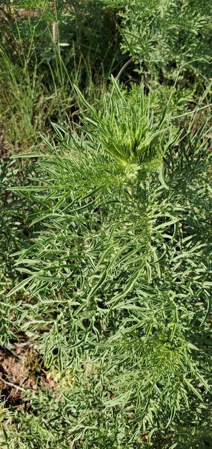 Ambrosia confertiflora — houseplant care guide