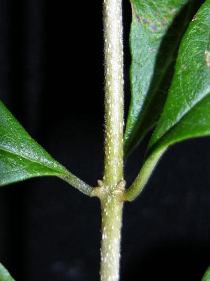 Volkameria ligustrina bark