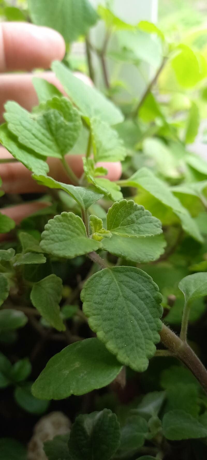 Coleus australis leaf
