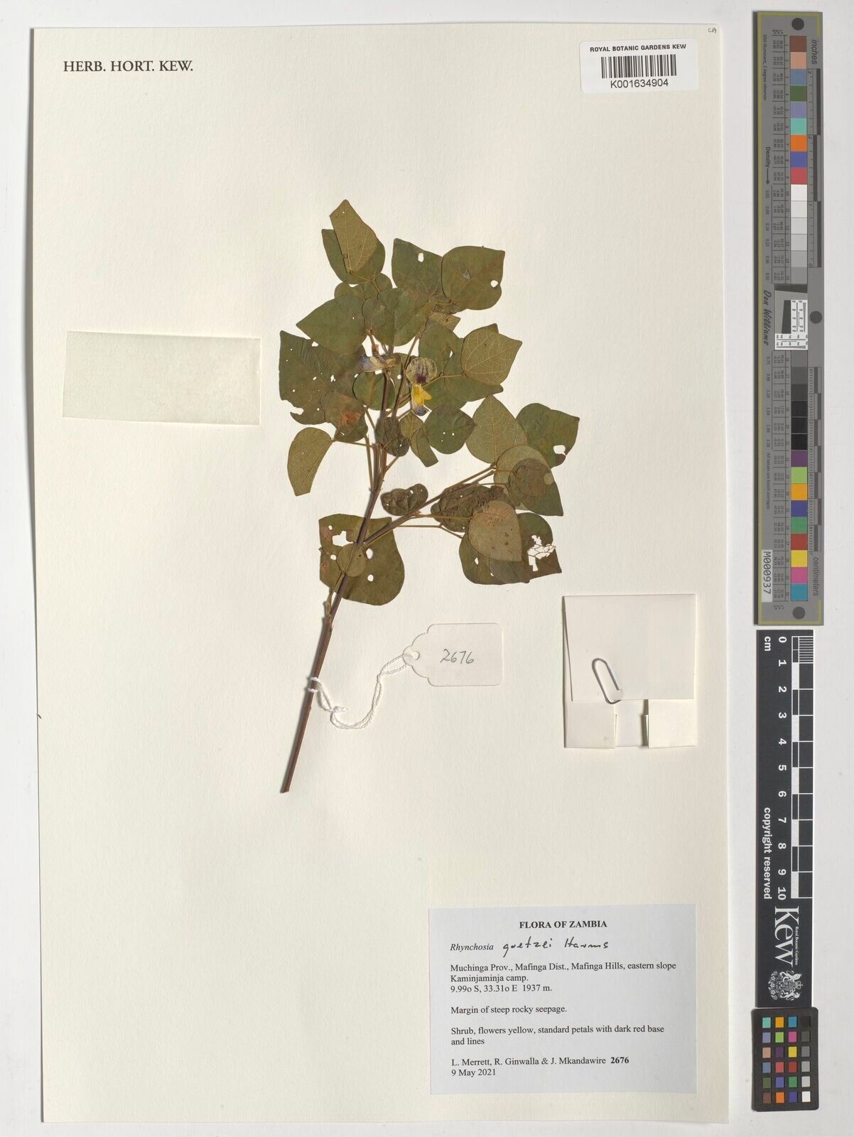 Rhynchosia goetzei — houseplant care guide