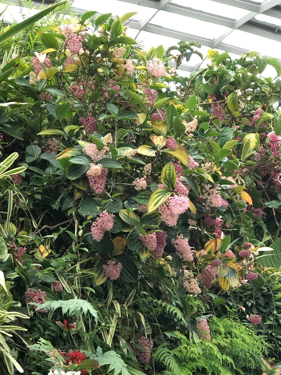 Medinilla multiflora habit
