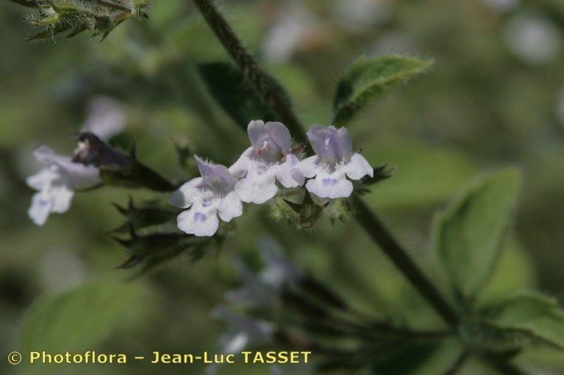 Clinopodium creticum — search result for 'Clinopodium'