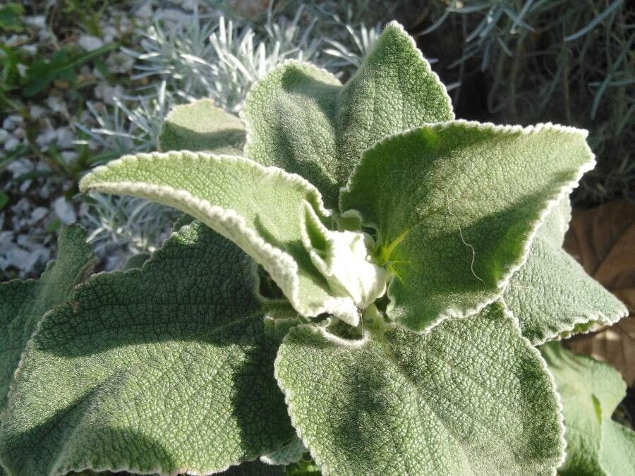 Sideritis gomerae leaf