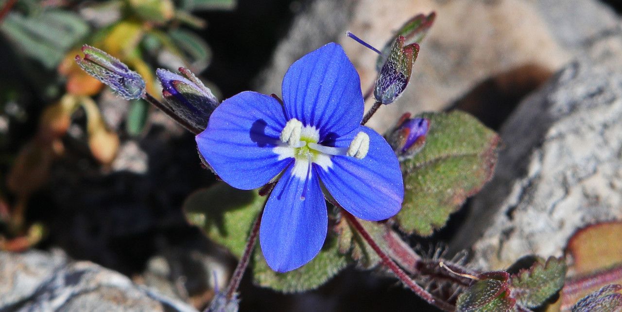 Veronica glauca — houseplant care guide