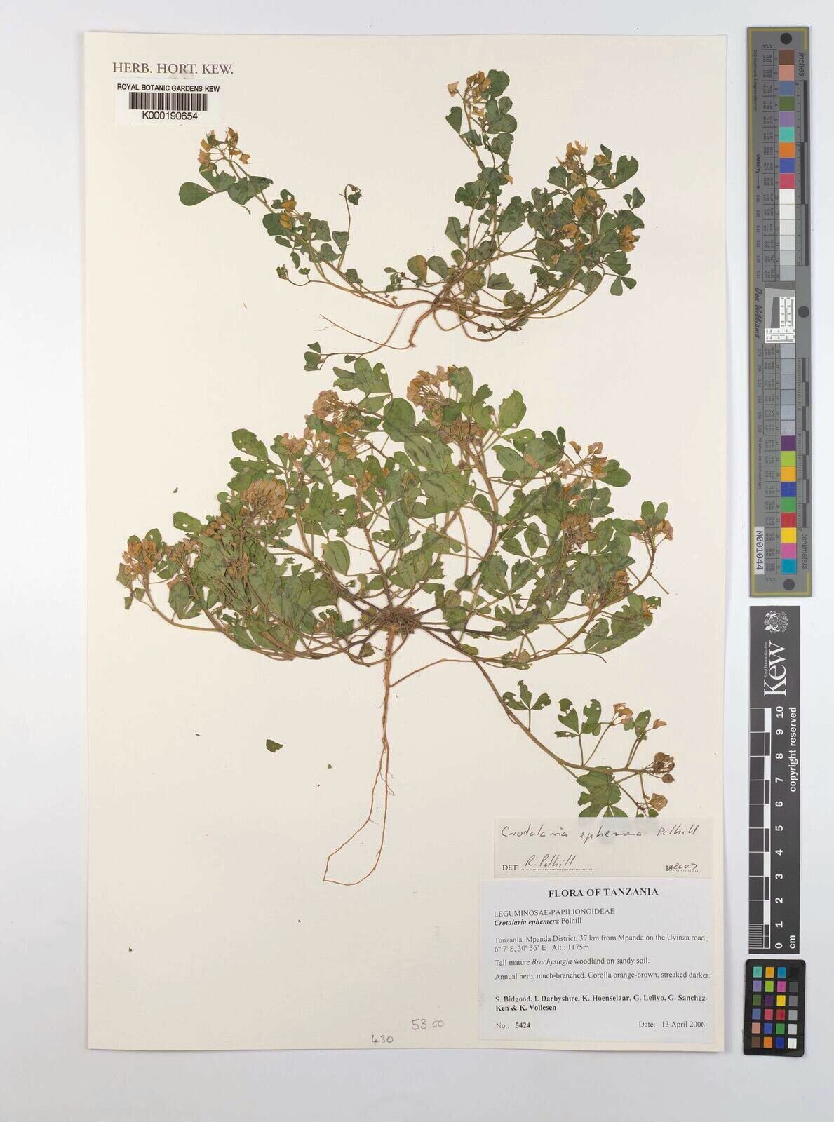 Crotalaria ephemera — houseplant care guide