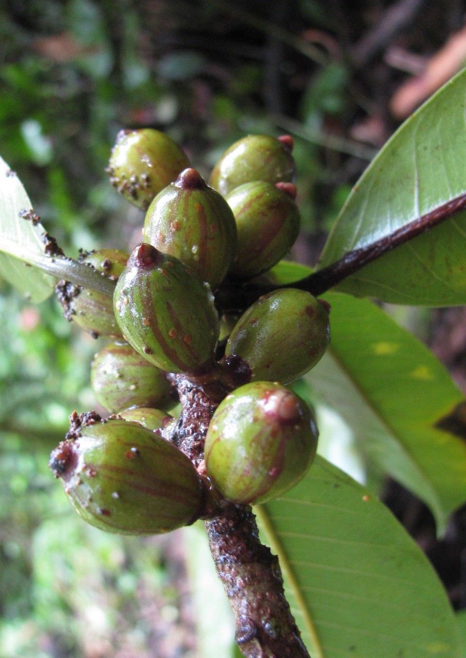 Ficus paraensis fruit