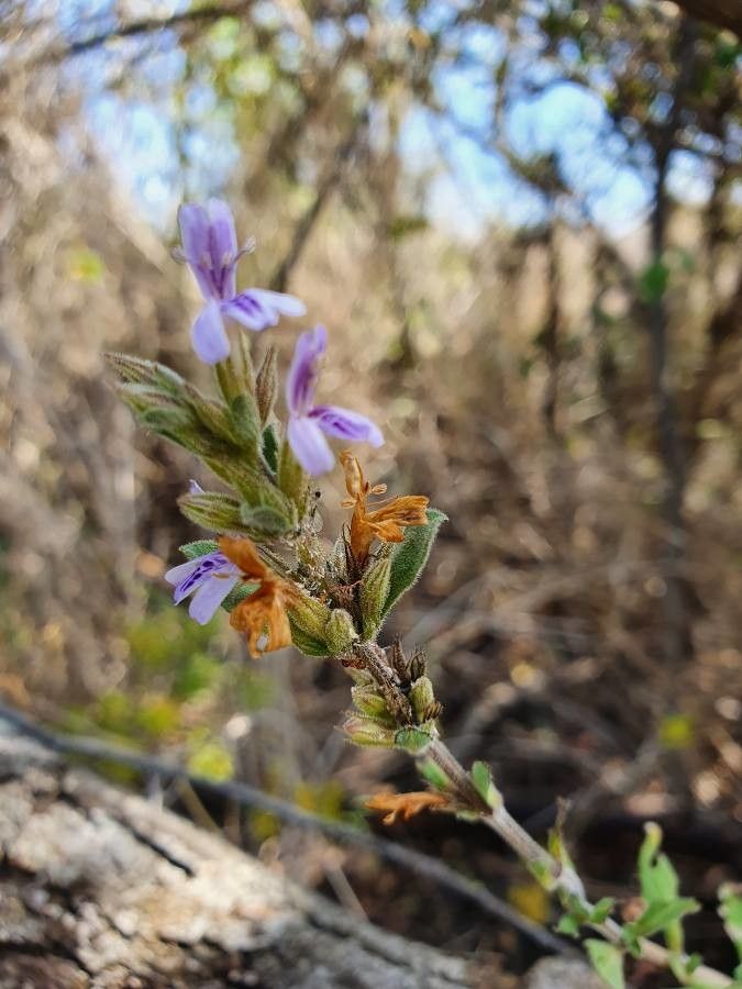 Dyschoriste hildebrandtii flower