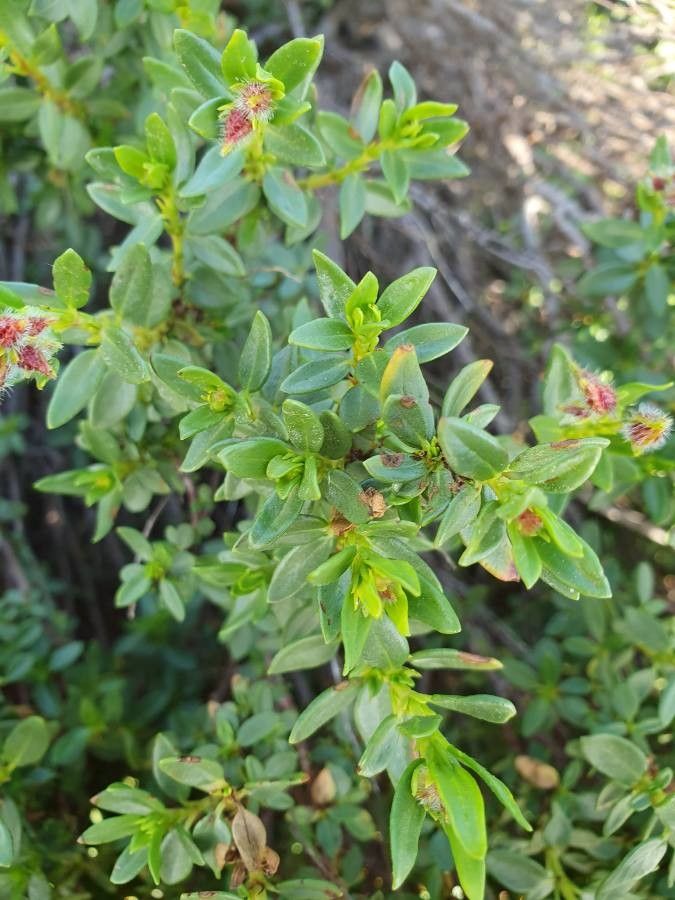 Helianthemum alypoides — related species from the same genus