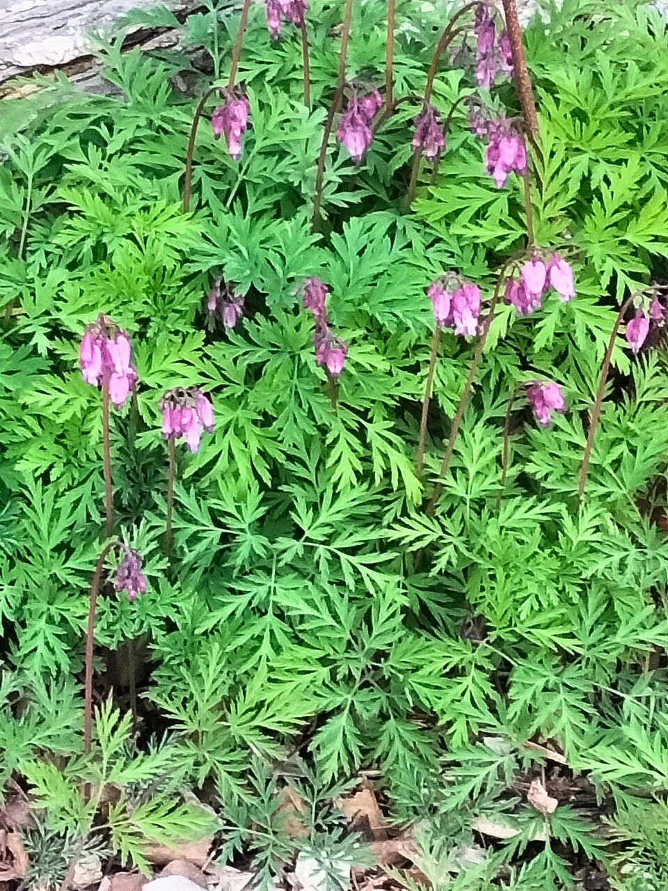 Dicentra formosa flower