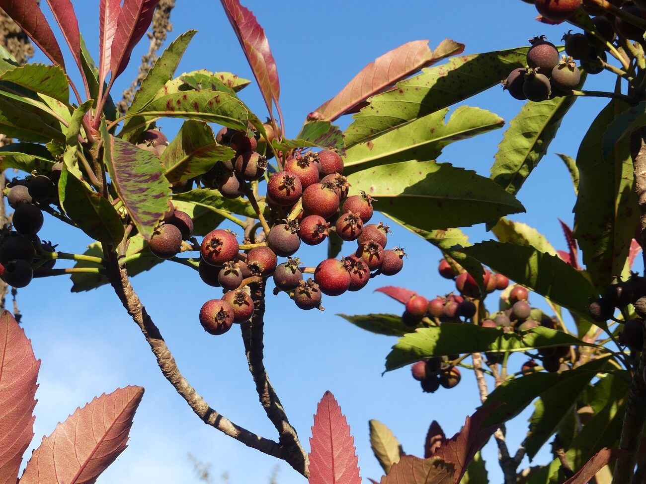 Rhaphiolepis deflexa fruit