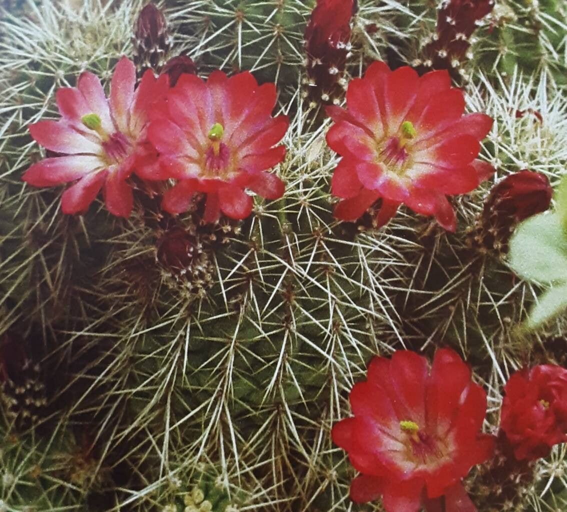 Echinocereus yavapaiensis habit