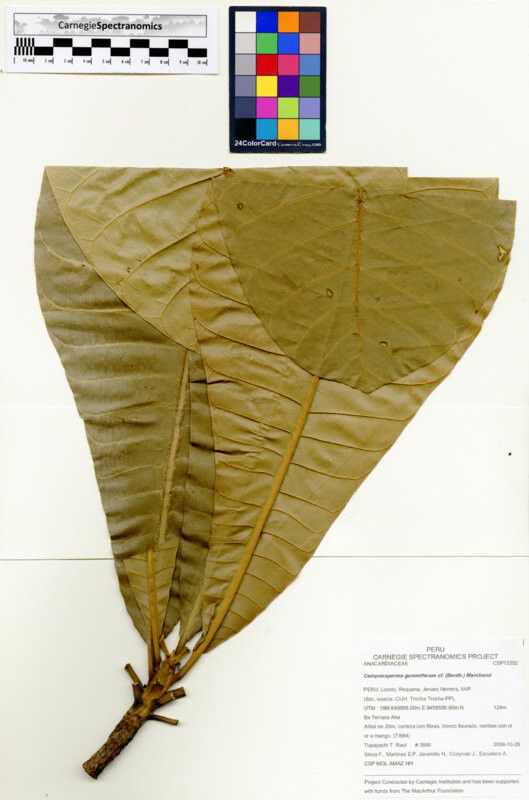 Campnosperma gummifera other