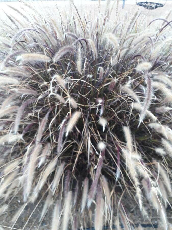 Cortaderia jubata — search result for 'Cortaderia'