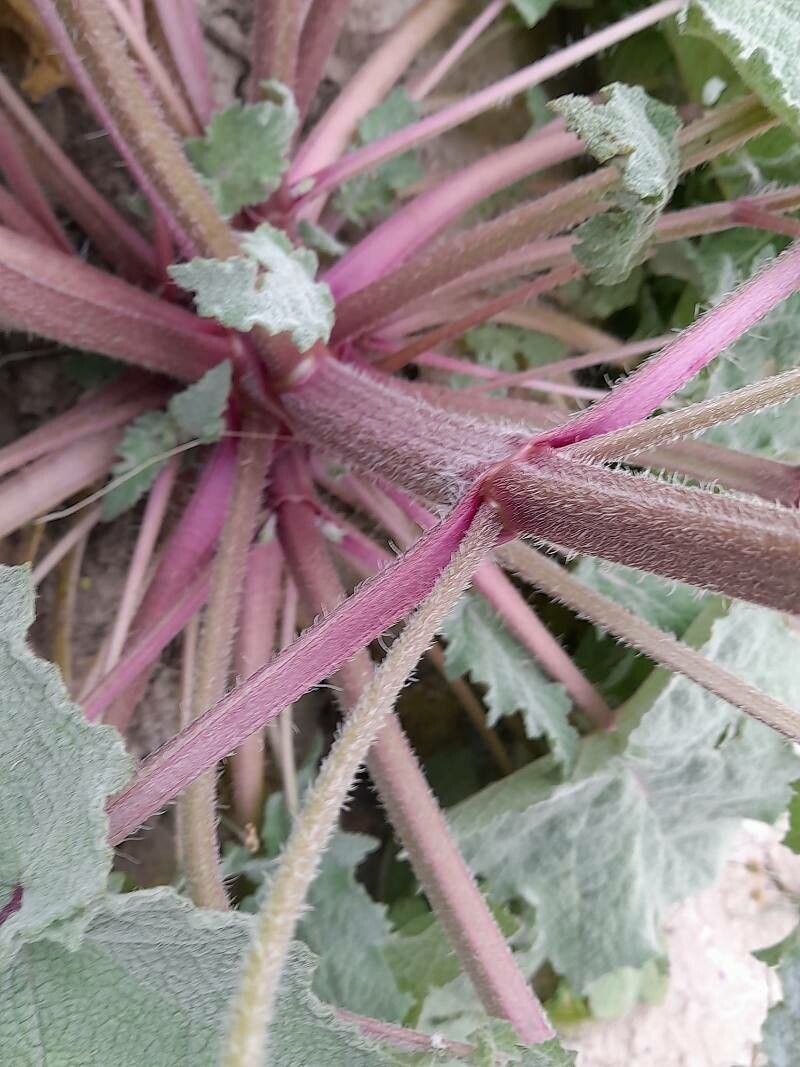 Salvia reuteriana bark