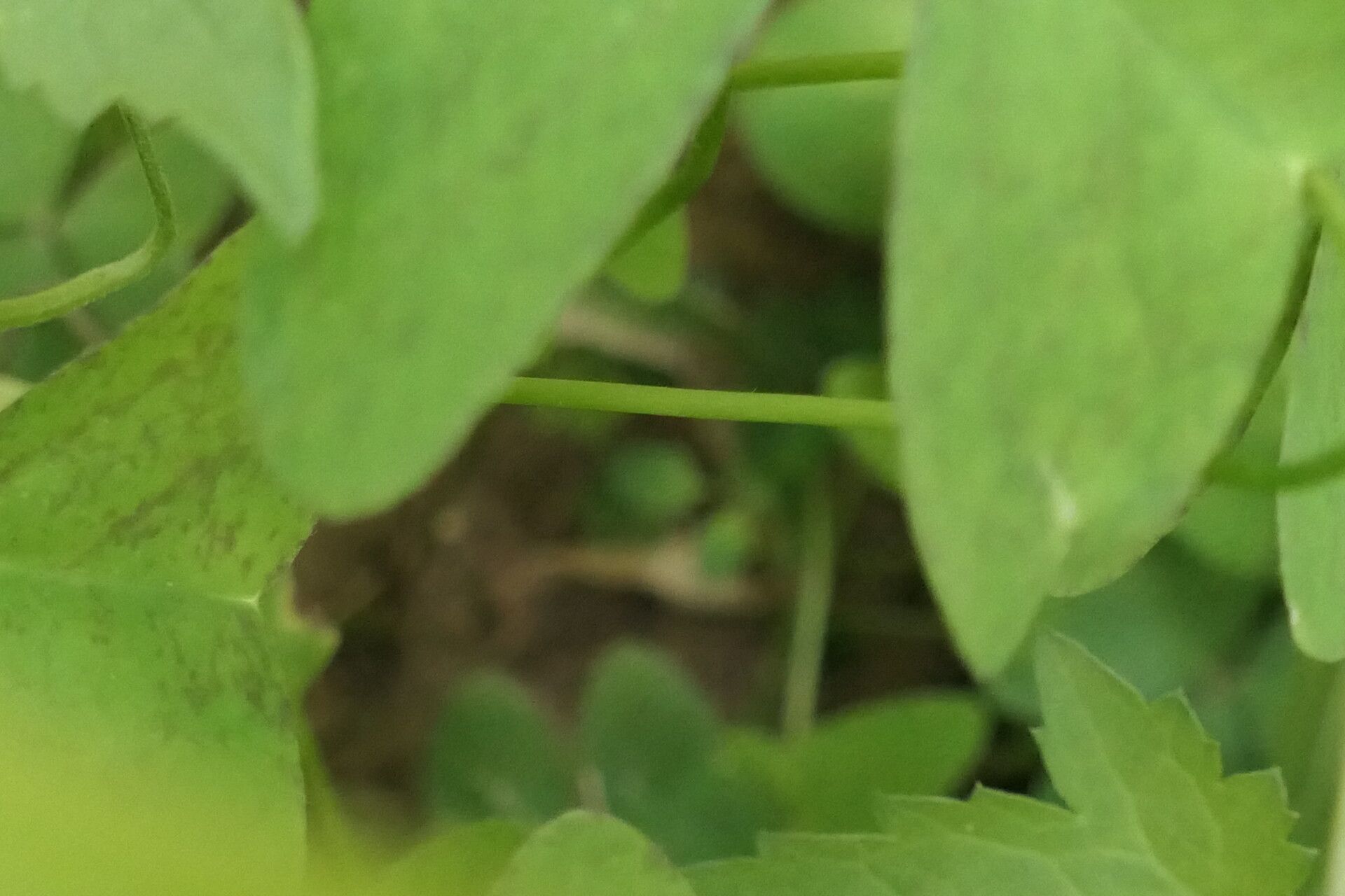 Oxalis purpurascens bark