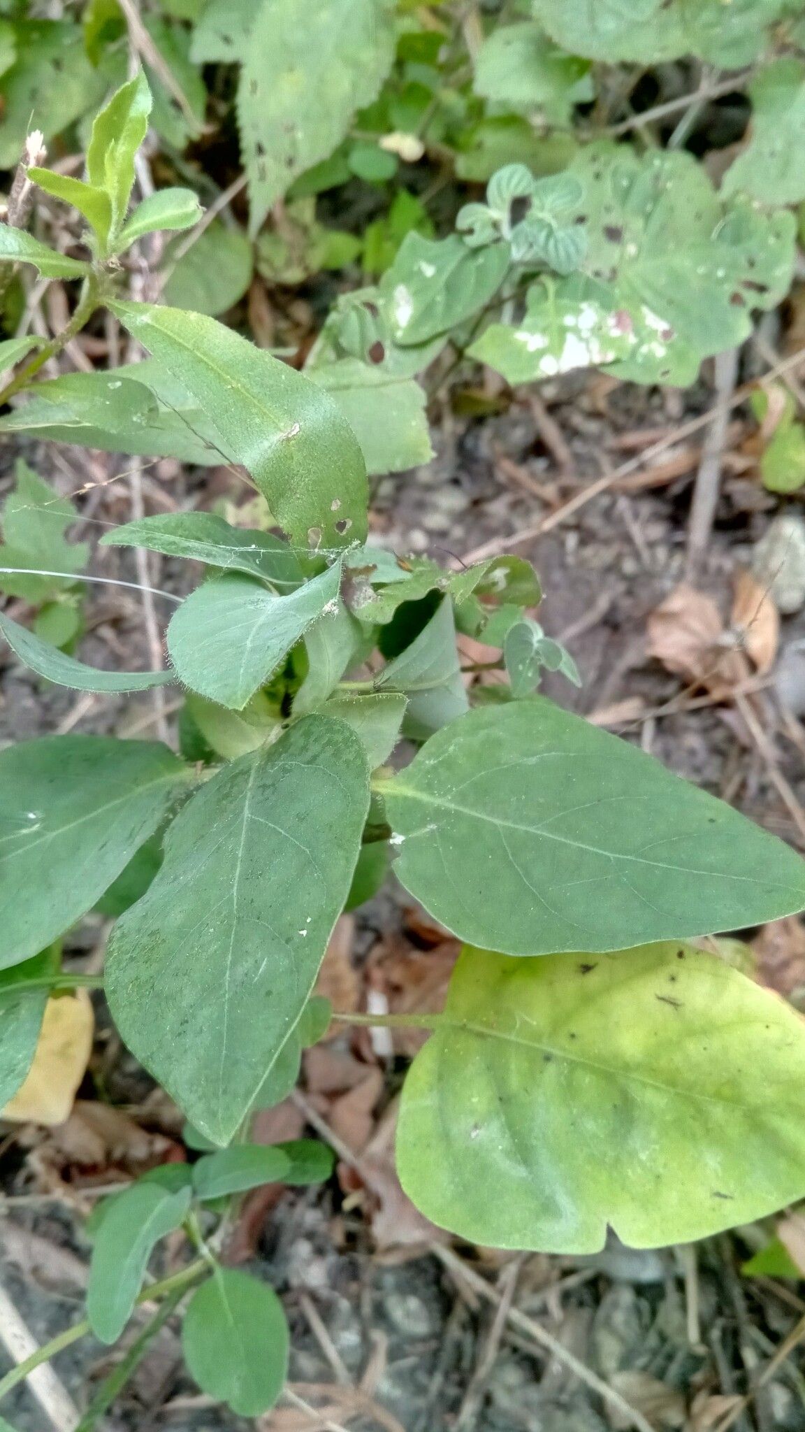 Barleria microcalyx leaf