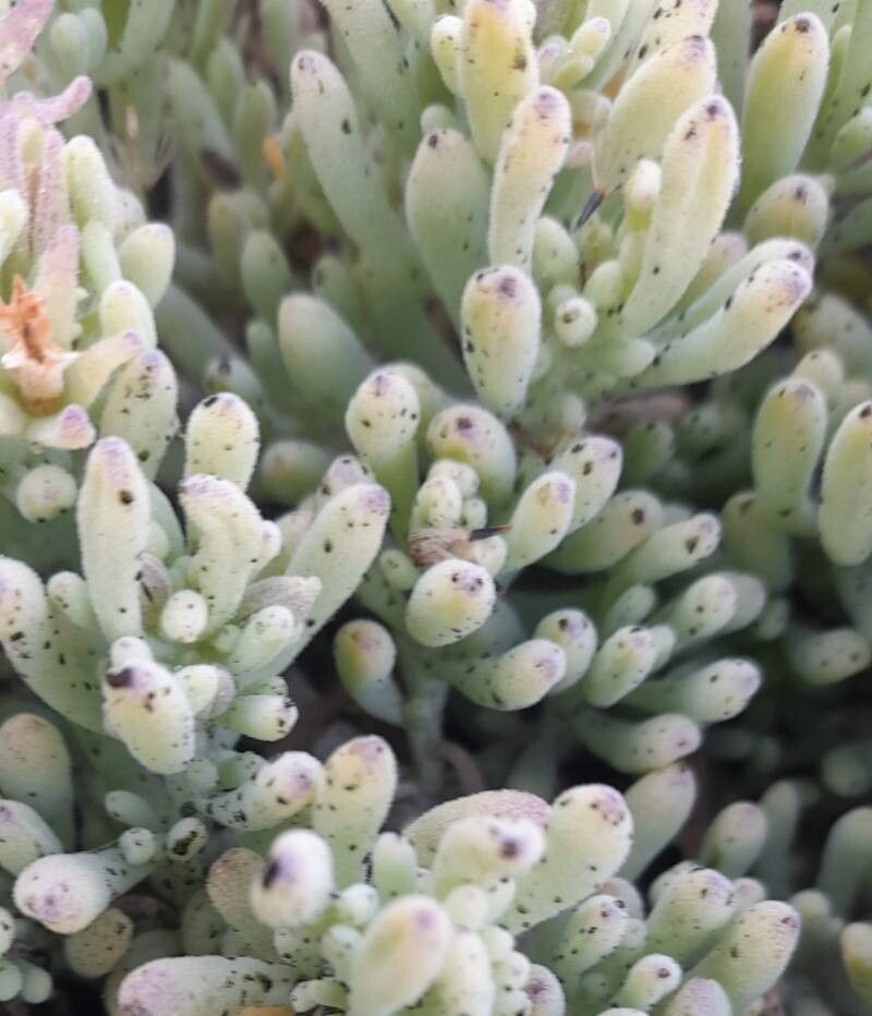 Nolana crassulifolia — related species from the same genus