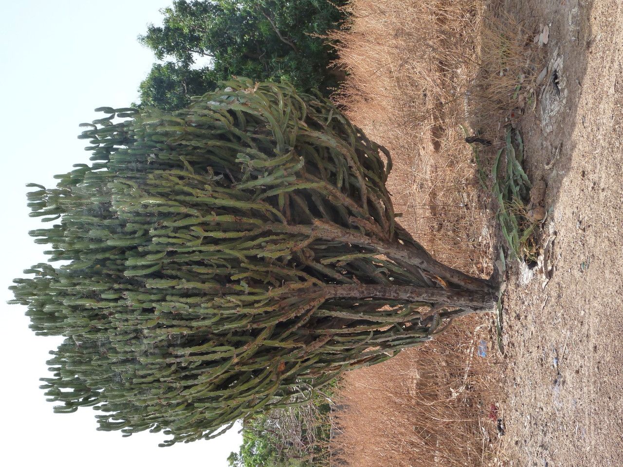 Euphorbia kamerunica habit