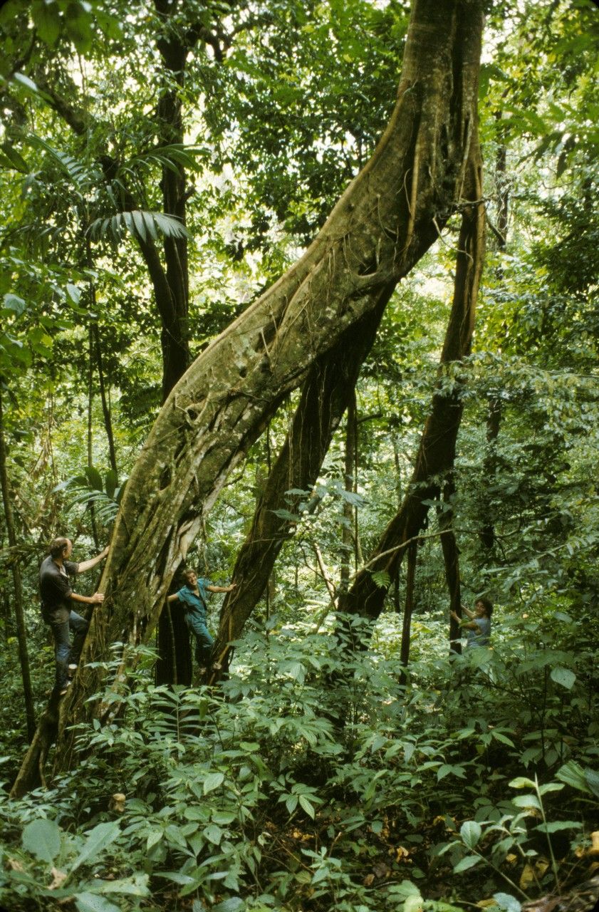 Ficus sumatrana — search result for 'Moraceae'