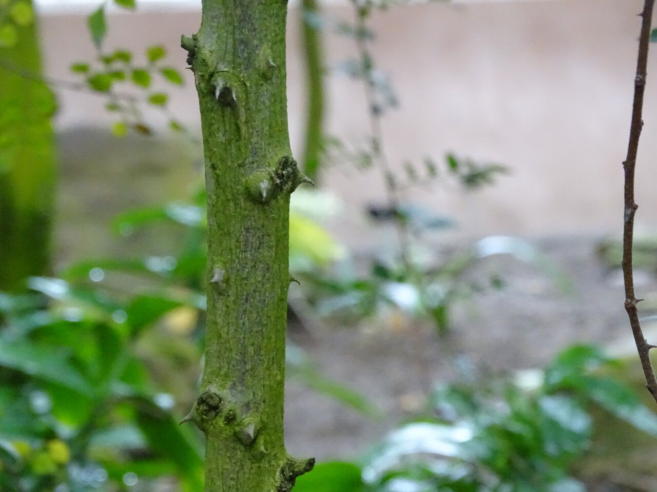 Harrisonia abyssinica bark