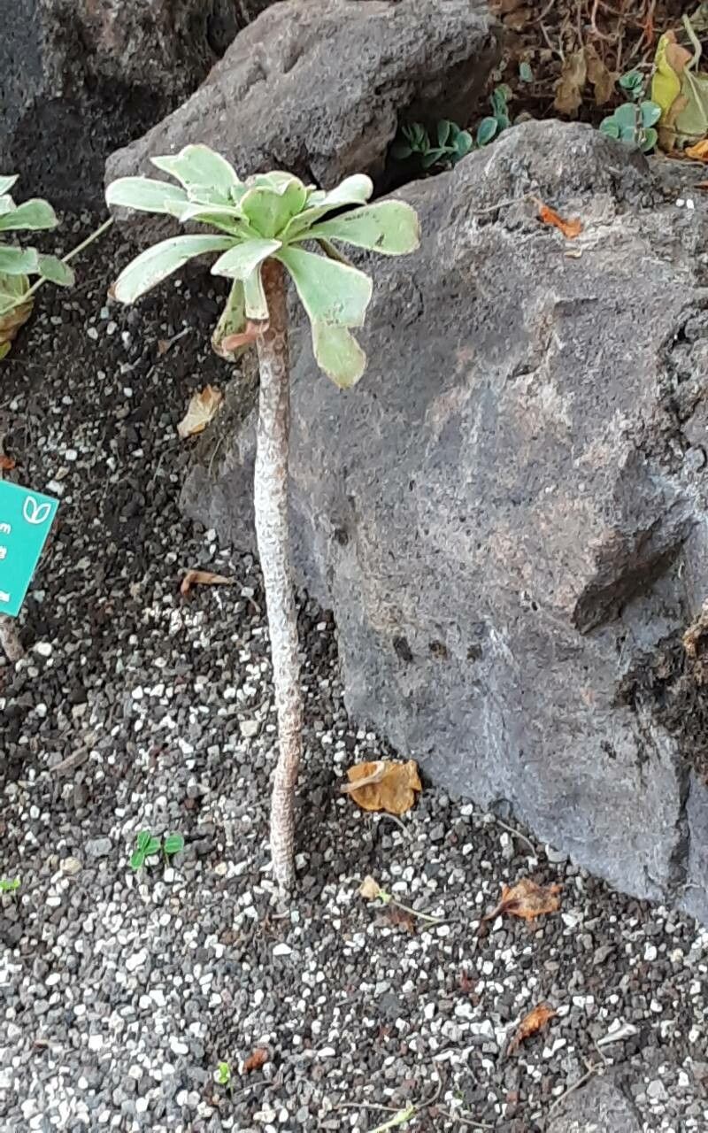 Aeonium urbicum bark