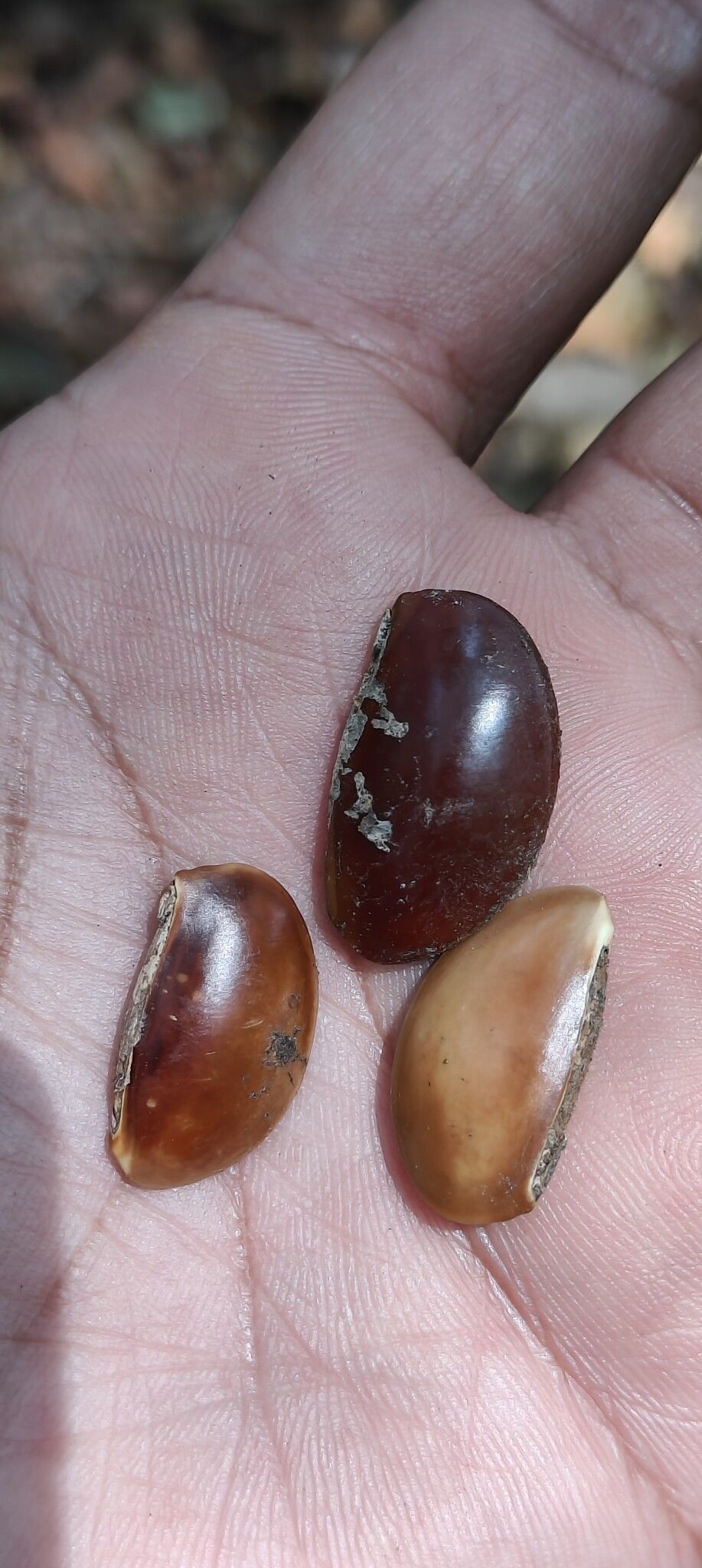 Donella lanceolata fruit