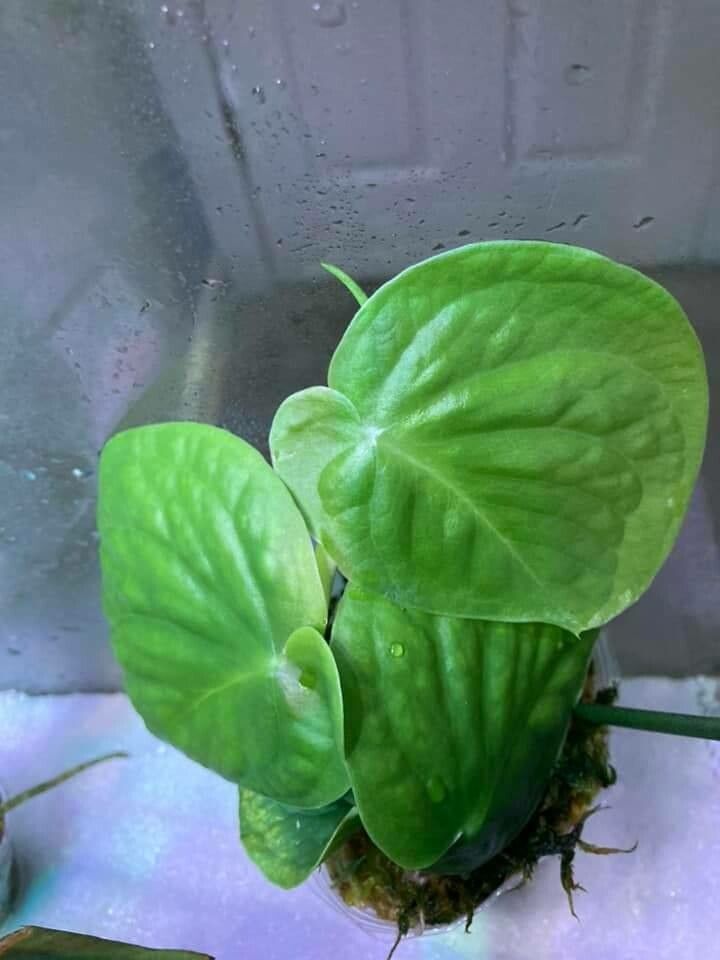 Monstera tenuis — houseplant care guide