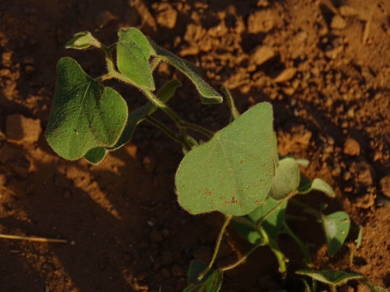 Ipomoea involucrata — houseplant care guide