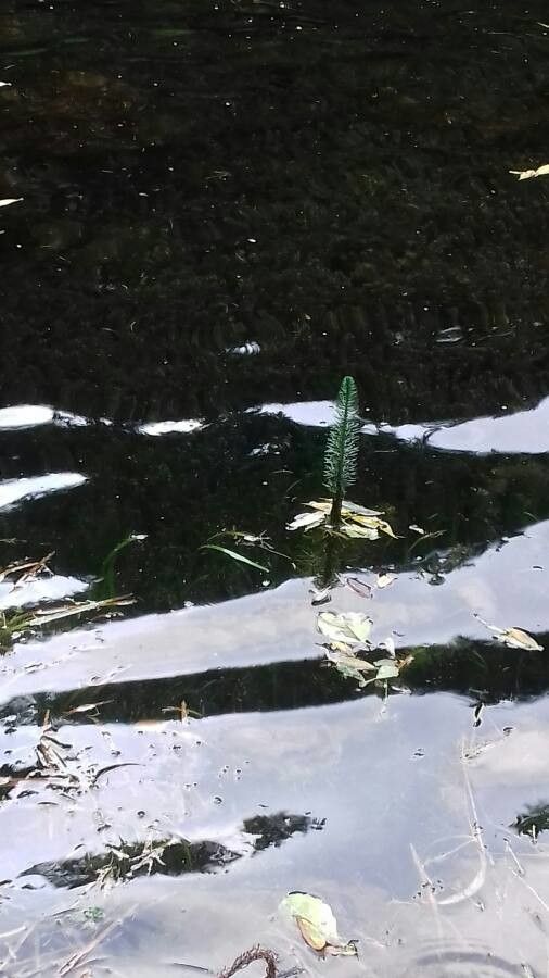 Hippuris vulgaris flower