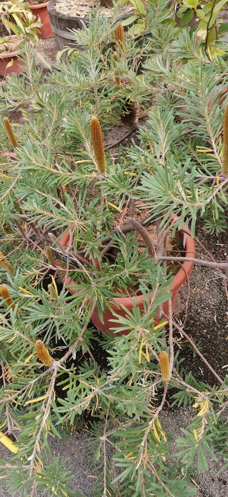 Banksia vincentia habit
