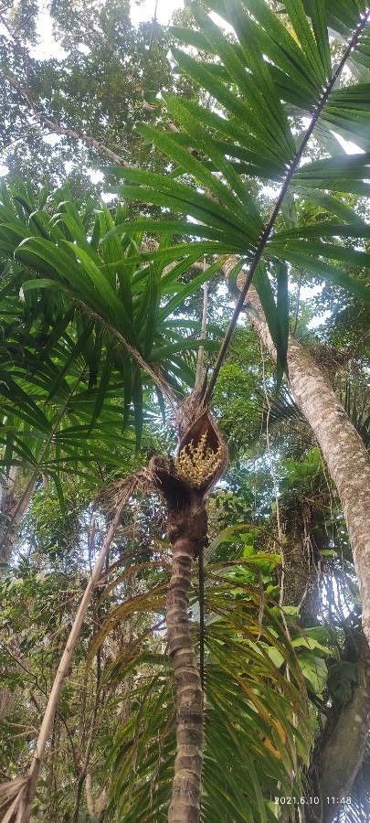 Bactris setosa flower