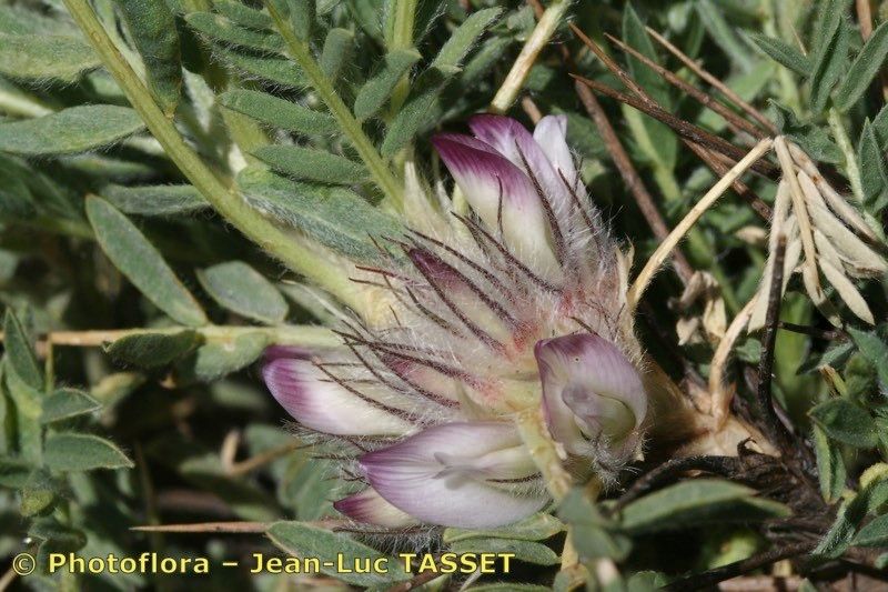 Astragalus nevadensis flower