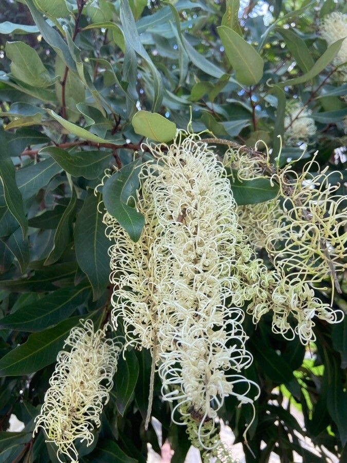 Buckinghamia celsissima flower