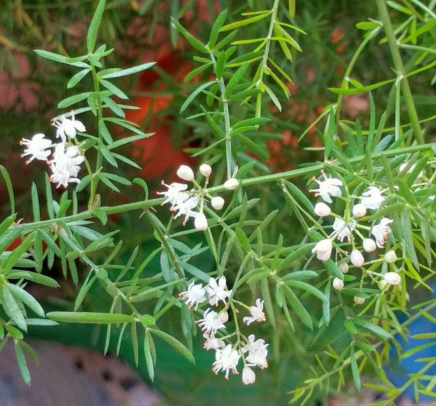 Asparagus sprengeri flower