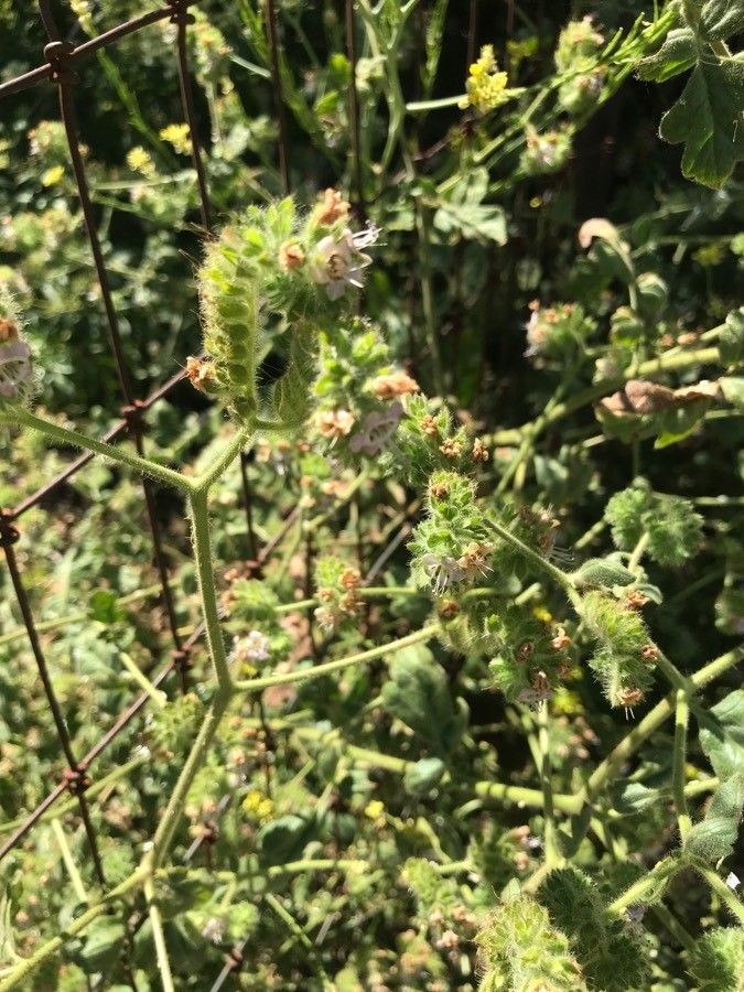Phacelia ramosissima habit