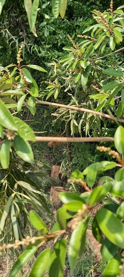 Croton gratissimus bark