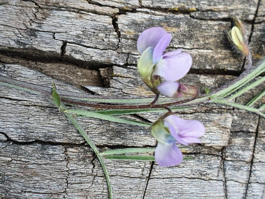 Vicia paucifolia — houseplant care guide